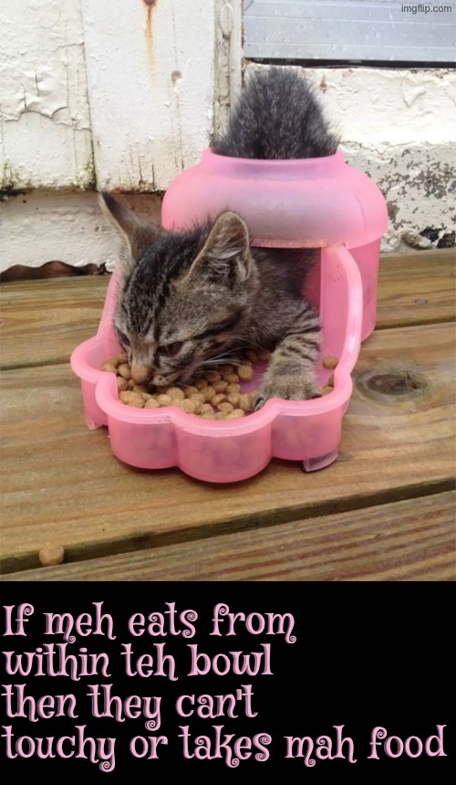 Meh Eats From Within | If meh eats from within teh bowl then they can't touchy or takes mah food | image tagged in cats,funny cats,kittens,cute kittens,cat food,microaggression | made w/ Imgflip meme maker