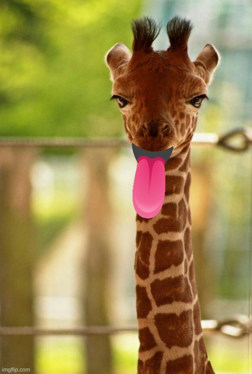 no comment giraffe | image tagged in no comment giraffe | made w/ Imgflip meme maker