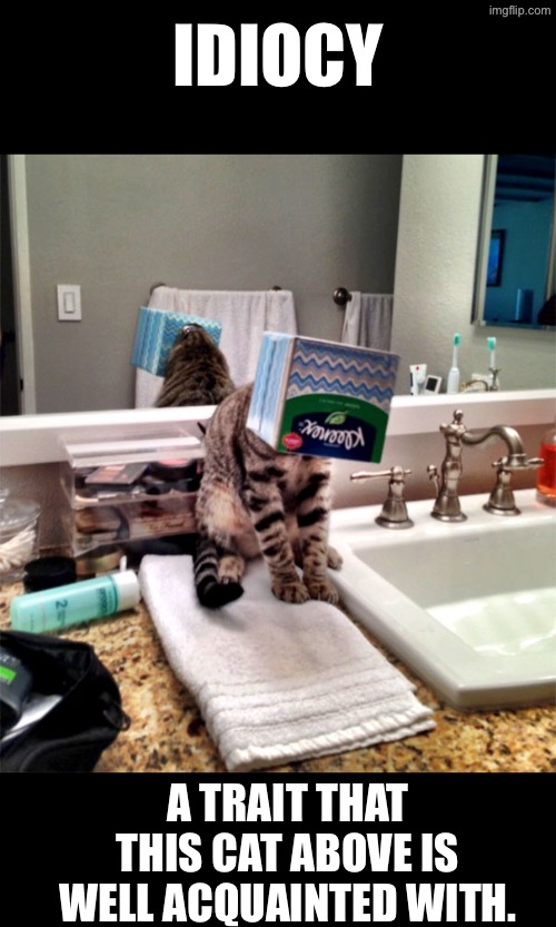 Idiocy Cat Demotivational | IDIOCY; A TRAIT THAT THIS CAT ABOVE IS WELL ACQUAINTED WITH. | image tagged in cats,funny cats,idiocy,demotivationals,duhhh dumbass,do you are have stupid | made w/ Imgflip meme maker