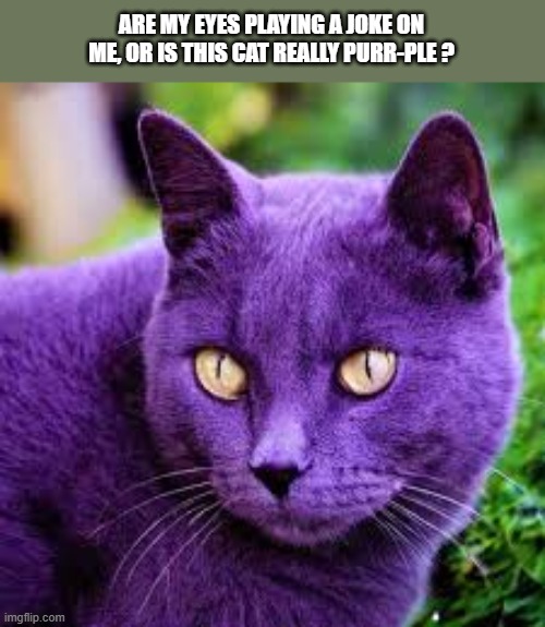 Are my eyes playing a joke on me, or is this really a purple cat? | ARE MY EYES PLAYING A JOKE ON ME, OR IS THIS CAT REALLY PURR-PLE ? | image tagged in cat,kittens,funny,joke,purple,play on words | made w/ Imgflip meme maker