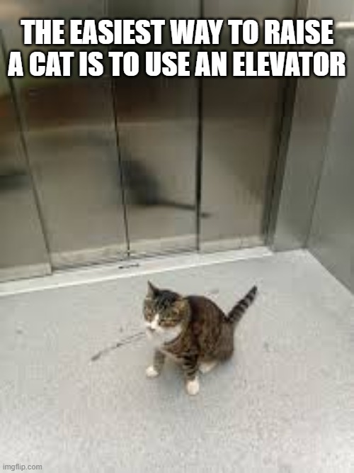 The best way to raise a cat is to use an elevator. | THE EASIEST WAY TO RAISE A CAT IS TO USE AN ELEVATOR | image tagged in cat,kittens,funny,humor,play on words,cat meme | made w/ Imgflip meme maker