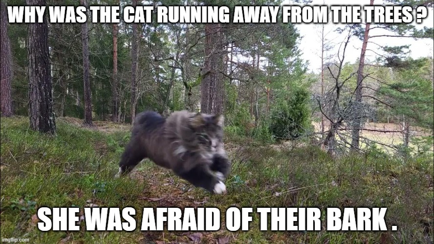 The cat ran away from the trees because she was afraid of their bark. | WHY WAS THE CAT RUNNING AWAY FROM THE TREES ? SHE WAS AFRAID OF THEIR BARK . | image tagged in cat,kittens,funny,humor,joke,play on words | made w/ Imgflip meme maker