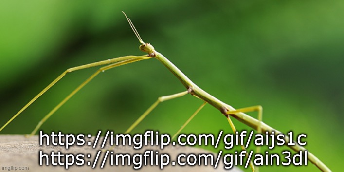 Meme plug | https://imgflip.com/gif/aijs1c; https://imgflip.com/gif/ain3dl | image tagged in thewalkingstick template,msmg | made w/ Imgflip meme maker