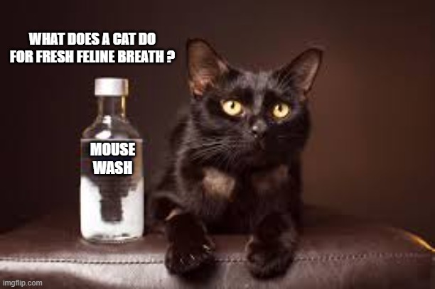 What does a cat do for it's breath?   --  funny  -- | WHAT DOES A CAT DO FOR FRESH FELINE BREATH ? MOUSE WASH | image tagged in cat,kittens,funny,humor,play on words,mouse | made w/ Imgflip meme maker