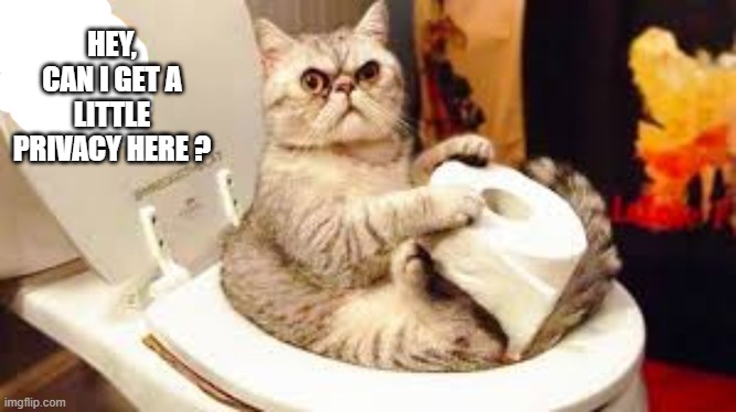 Cat wants a little privacy while using the toilet.    --  funny  -- | HEY, CAN I GET A LITTLE PRIVACY HERE ? | image tagged in cat,kittens,funny,humor,toilet,play on words | made w/ Imgflip meme maker