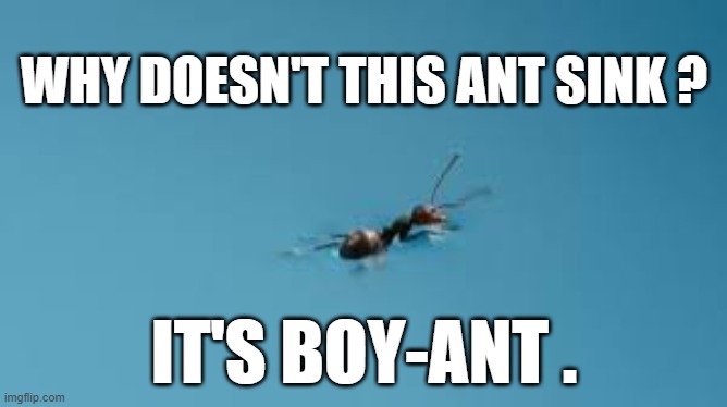 Why doesn't this ant sink?   Because it's a boy-ant.    --  funny  -- | WHY DOESN'T THIS ANT SINK ? IT'S BOY-ANT . | image tagged in funny,humor,joke,play on words,ants,swim | made w/ Imgflip meme maker