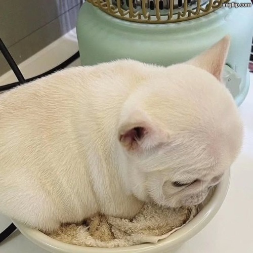 awful little peanut creature | made w/ Imgflip meme maker