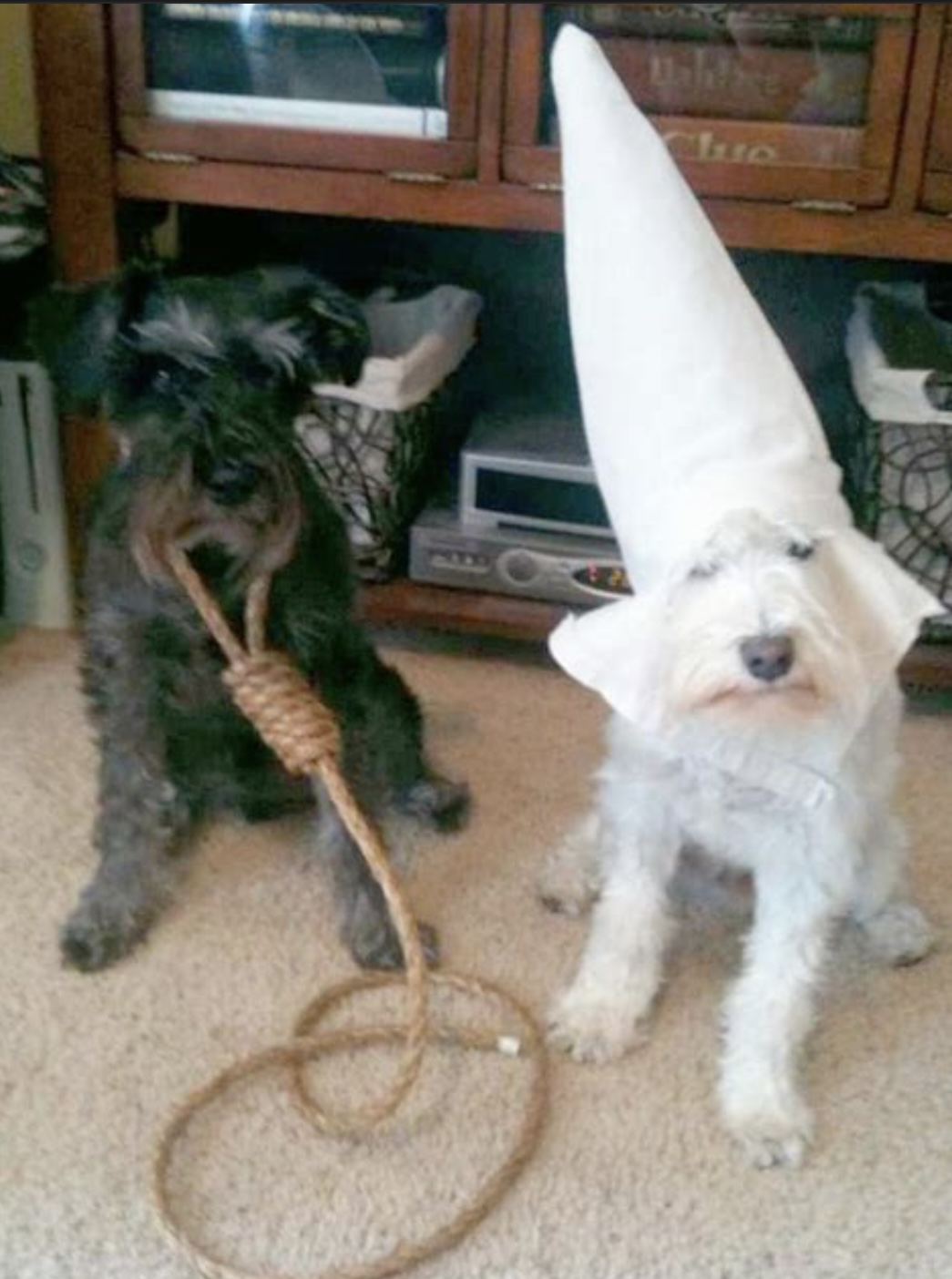 CATS Aren’t As Racist Blank Meme Template