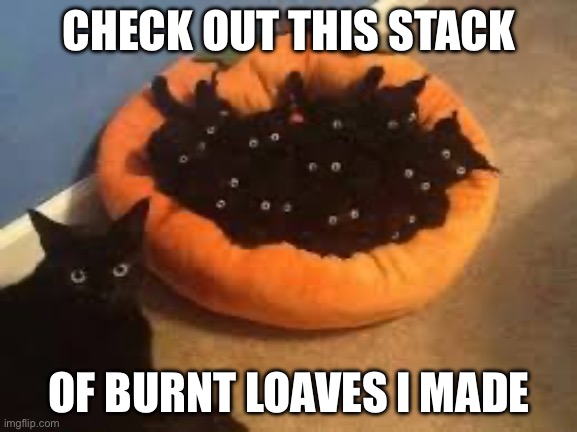 Kitttyyyyyyyy! | CHECK OUT THIS STACK; OF BURNT LOAVES I MADE | image tagged in cats,memes,funny,adorable,so cute,oh wow are you actually reading these tags | made w/ Imgflip meme maker