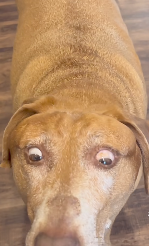 Meme dog Blank Meme Template