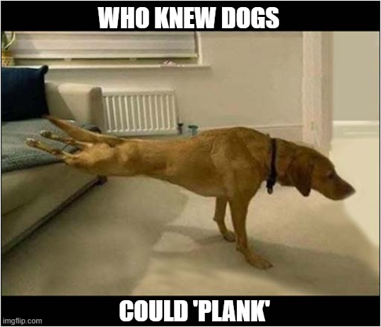 That's Impressive ! | WHO KNEW DOGS; COULD 'PLANK' | image tagged in dogs,planking | made w/ Imgflip meme maker
