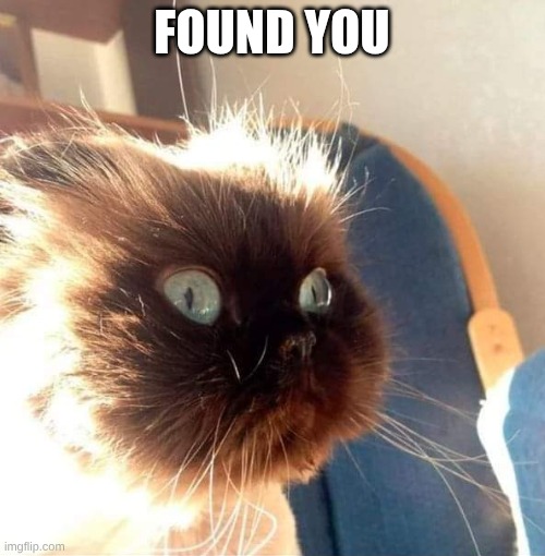 Bomb Cat | FOUND YOU | image tagged in bomb cat | made w/ Imgflip meme maker