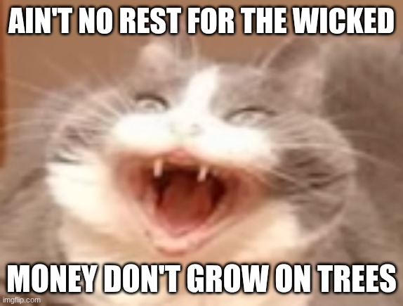 cat | AIN'T NO REST FOR THE WICKED; MONEY DON'T GROW ON TREES | image tagged in cat | made w/ Imgflip meme maker