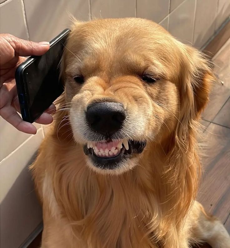 Chrisjoines1 Blank Meme Template