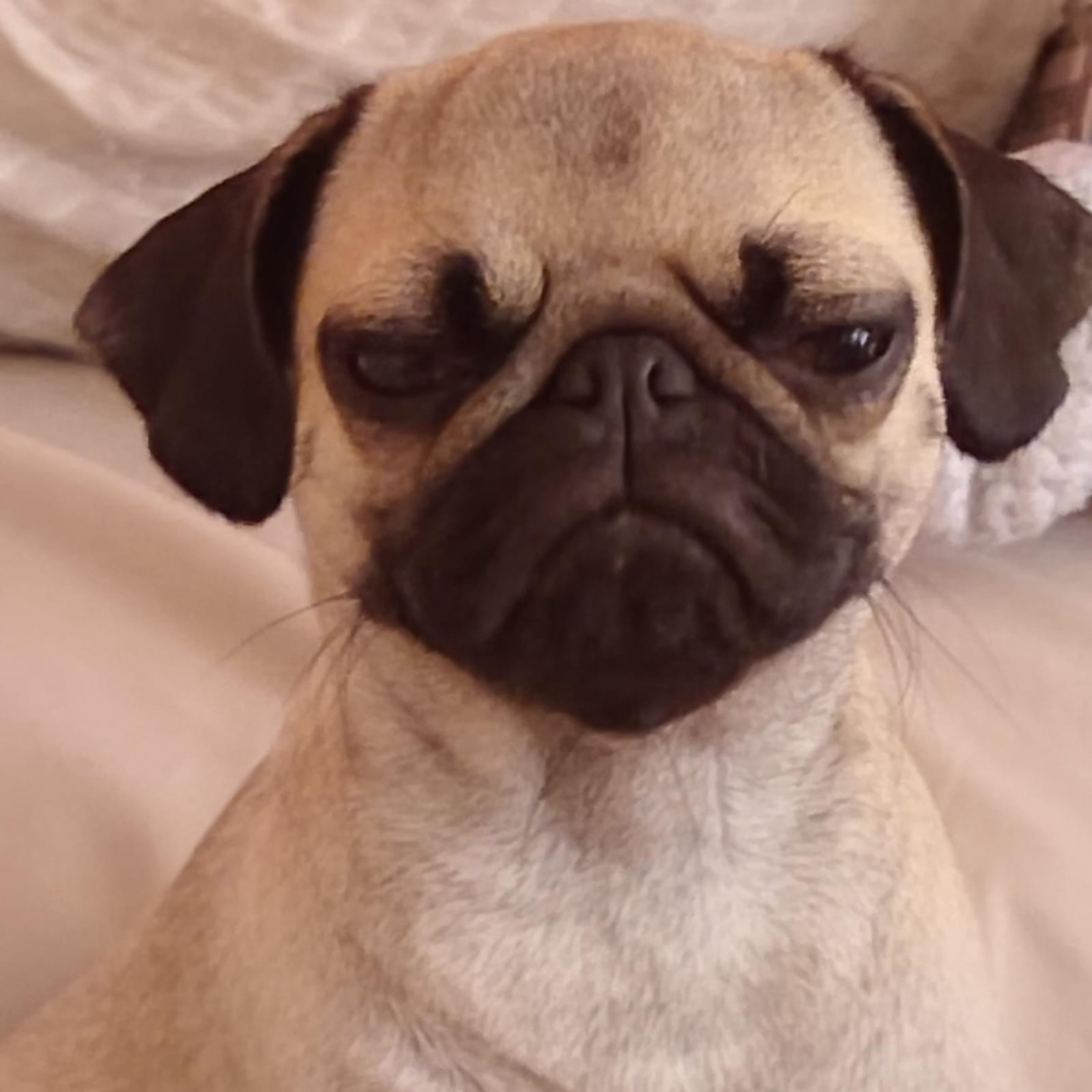 Absolute disgust Blank Meme Template