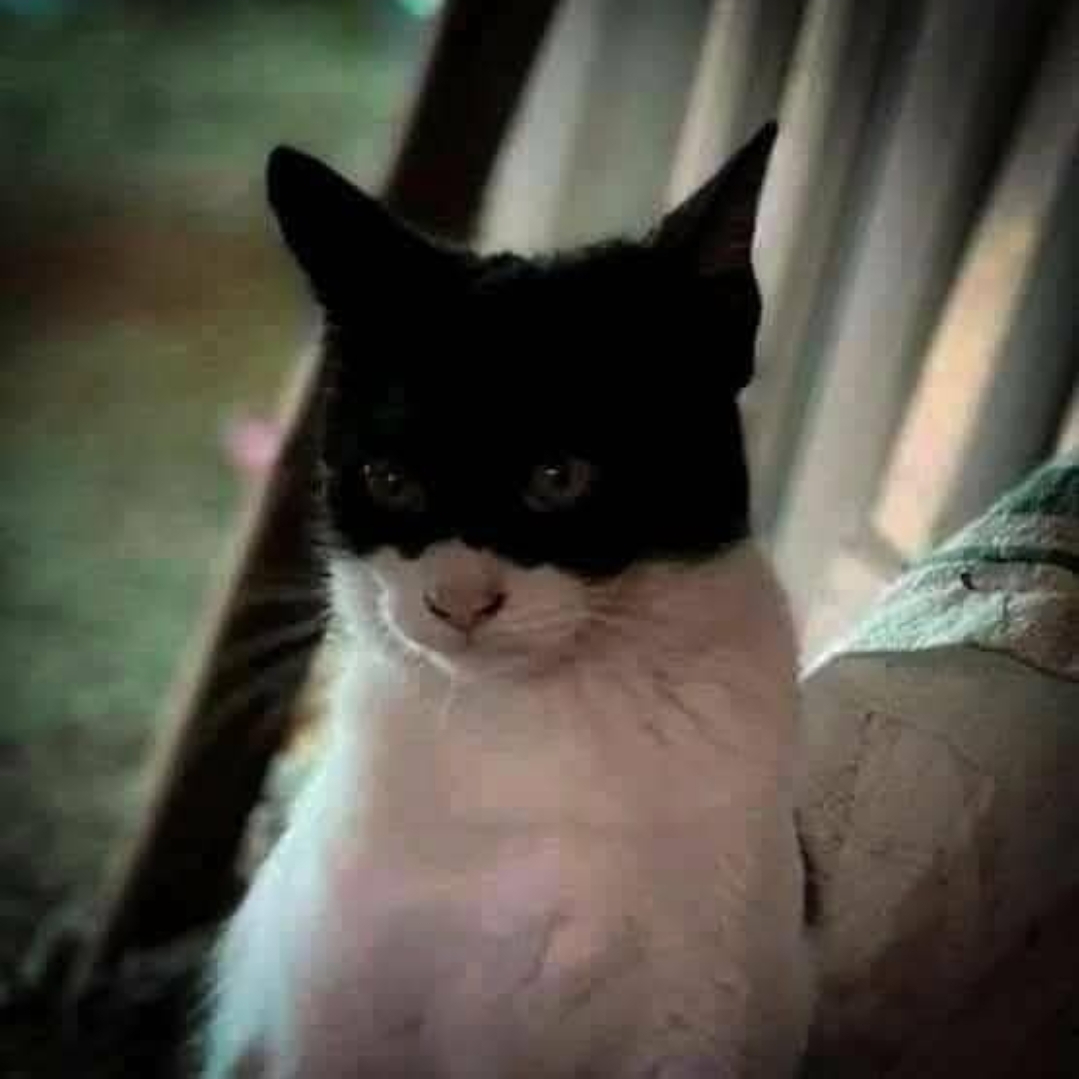 Dread Pirate Roberts Blank Meme Template