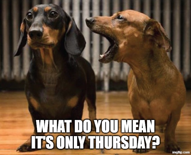 Only Thursday, Dachshund Style | WHAT DO YOU MEAN IT'S ONLY THURSDAY? | image tagged in dogs dachshunds one ignoring the other flipped | made w/ Imgflip meme maker