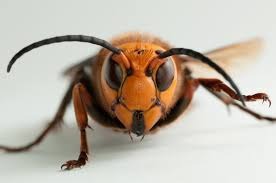wasp | image tagged in wasp | made w/ Imgflip meme maker