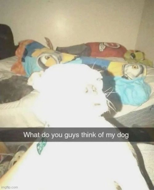 made w/ Imgflip meme maker