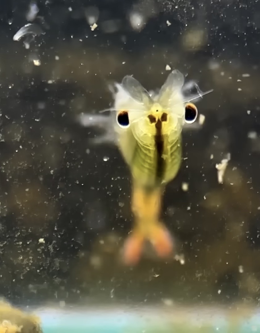 Cute shrimp face Blank Meme Template