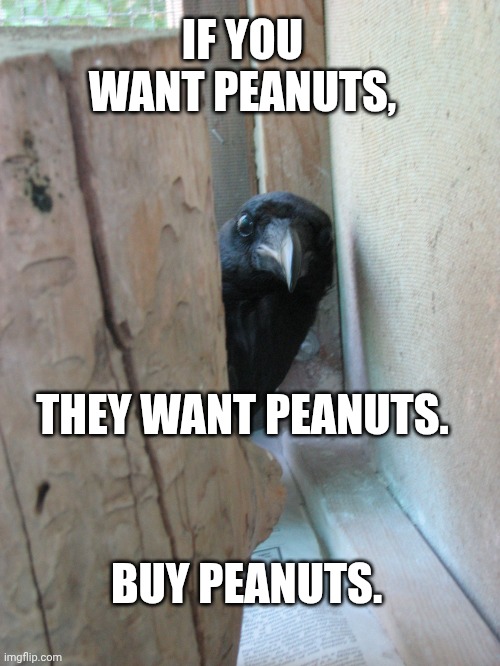 Crow wants peanuts | IF YOU WANT PEANUTS, THEY WANT PEANUTS. BUY PEANUTS. | image tagged in peekaboo crow | made w/ Imgflip meme maker