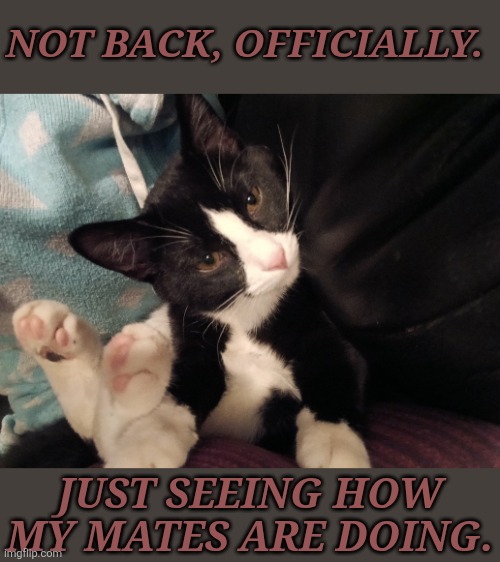 Just Enjoy A Picture Of My Kitty | NOT BACK, OFFICIALLY. JUST SEEING HOW MY MATES ARE DOING. | image tagged in too lazy to tag this image,i guess imgflip has had an update | made w/ Imgflip meme maker