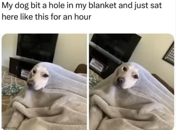 image tagged in dogs,blanket,face,silly,cute,sleep | made w/ Imgflip meme maker