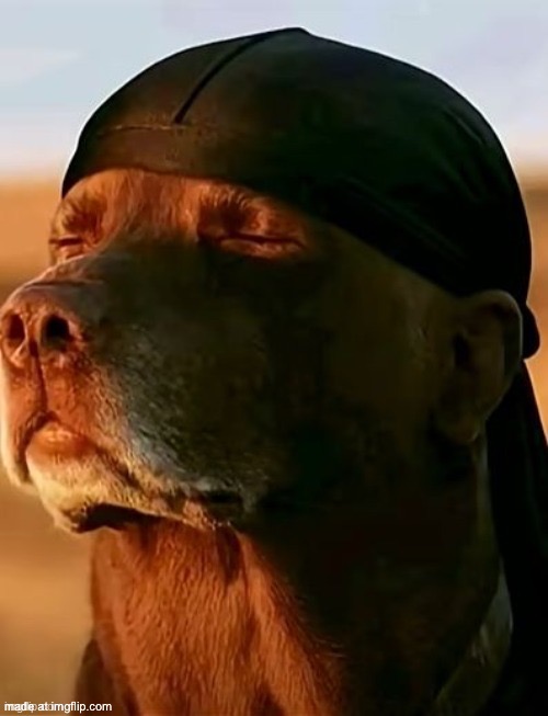 Sorry meowlicious but new temp | image tagged in snoop dogg | made w/ Imgflip meme maker