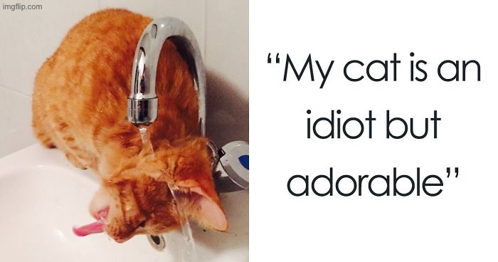 Orange Cat Behavior | image tagged in cats,funny cats,orange cat behavior,idiot,backwards,duhhh dumbass | made w/ Imgflip meme maker