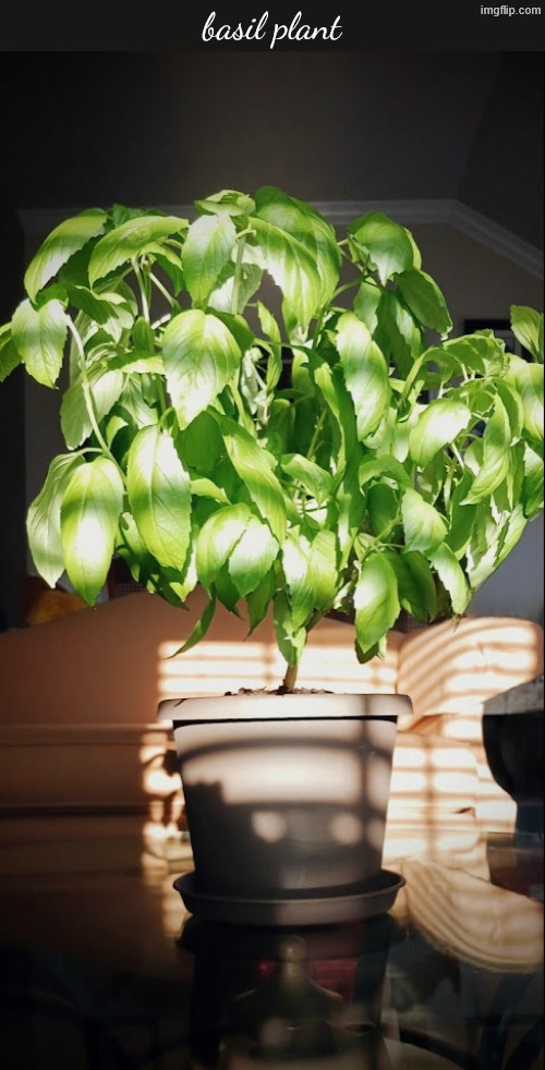 basil plant | made w/ Imgflip meme maker