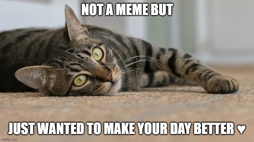 Cat | NOT A MEME BUT; JUST WANTED TO MAKE YOUR DAY BETTER ♥︎ | image tagged in cats,not a meme | made w/ Imgflip meme maker