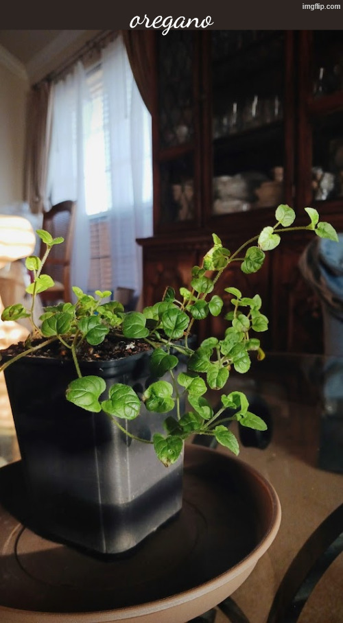 oregano | made w/ Imgflip meme maker