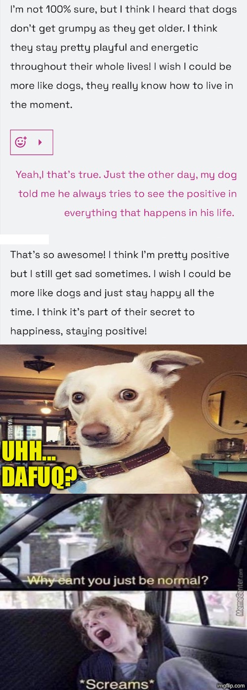 Why Can't You Just Be Normal? | UHH... DAFUQ? | image tagged in why can't you just be normal,dogs,funny dog,dafuq did i just read,positive thinking,nutcase | made w/ Imgflip meme maker