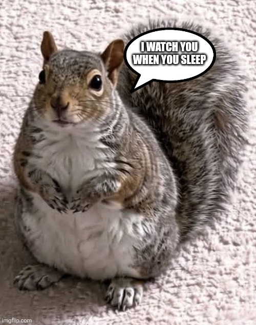 I WATCH YOU WHEN YOU SLEEP | image tagged in squirrel | made w/ Imgflip meme maker