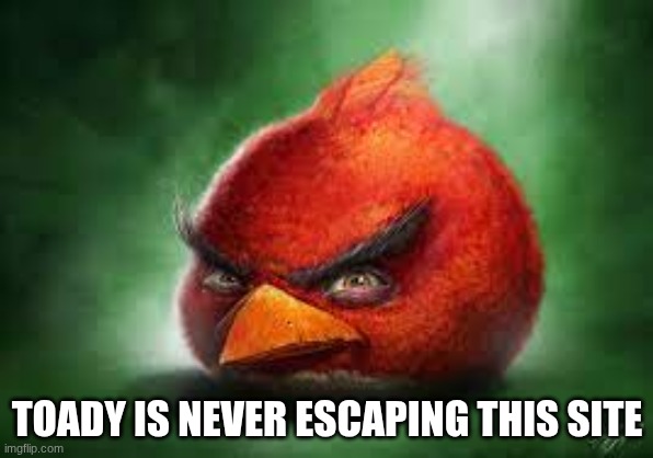 HE JUST LIKE ME FR!!! /j | TOADY IS NEVER ESCAPING THIS SITE | image tagged in realistic red angry birds | made w/ Imgflip meme maker