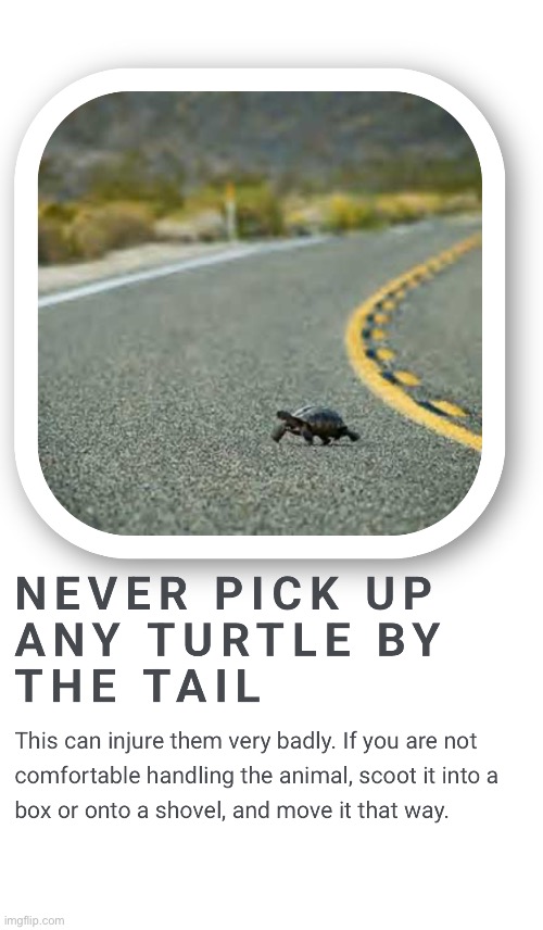 Why does the turtle pic go hard | made w/ Imgflip meme maker