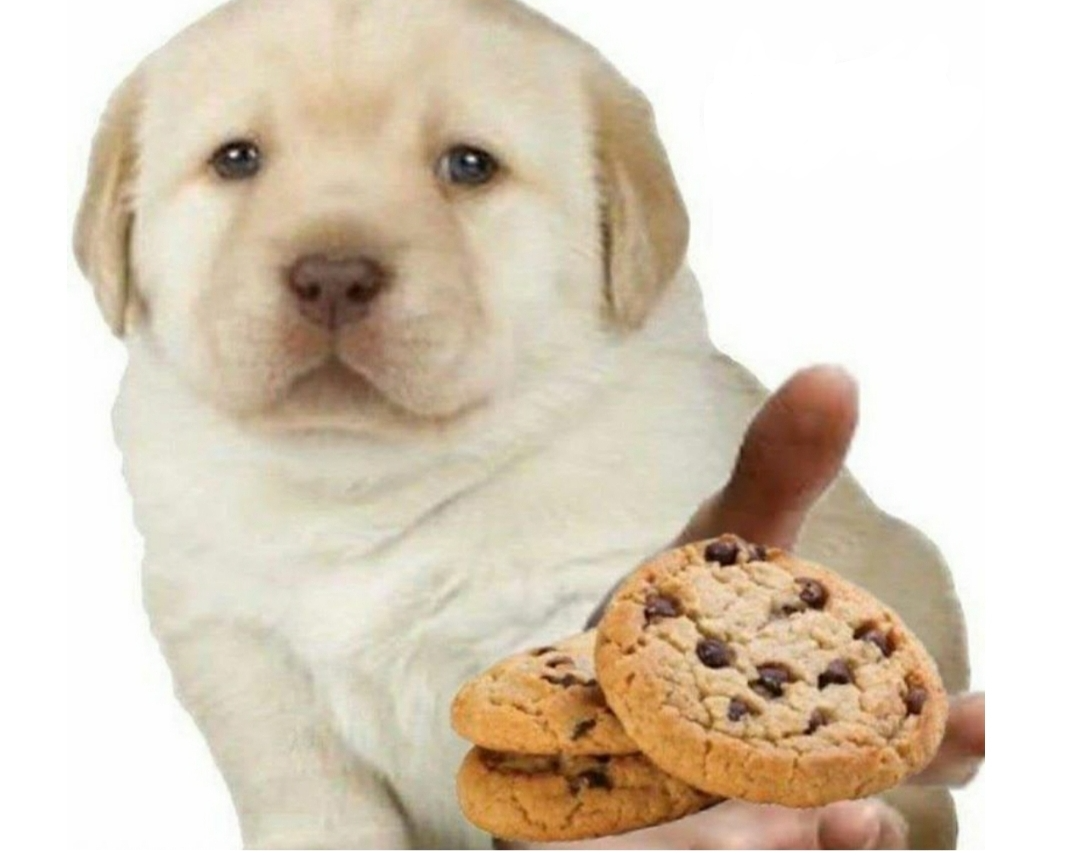 Puppy with cookie Blank Meme Template