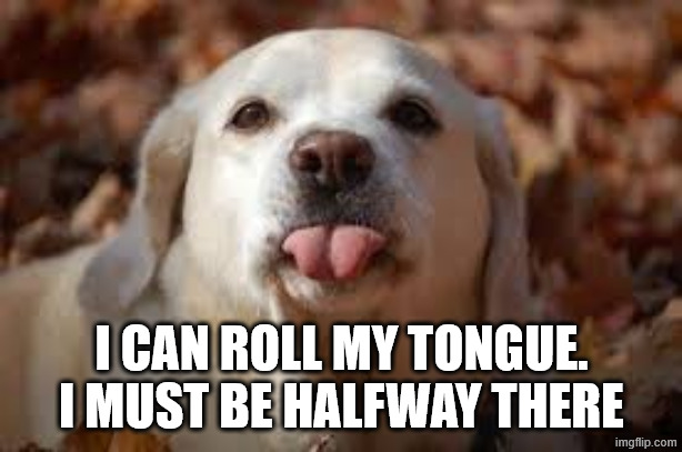 Dog Sticking Tongue Out | I CAN ROLL MY TONGUE.
I MUST BE HALFWAY THERE | image tagged in dog sticking tongue out | made w/ Imgflip meme maker
