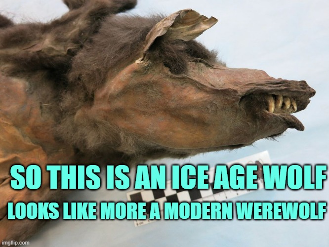 ice age wolf | LOOKS LIKE MORE A MODERN WEREWOLF; SO THIS IS AN ICE AGE WOLF | made w/ Imgflip meme maker