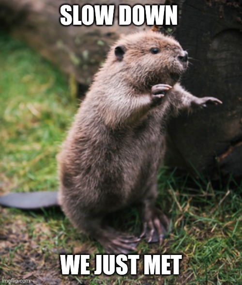Beaver | SLOW DOWN WE JUST MET | image tagged in beaver | made w/ Imgflip meme maker