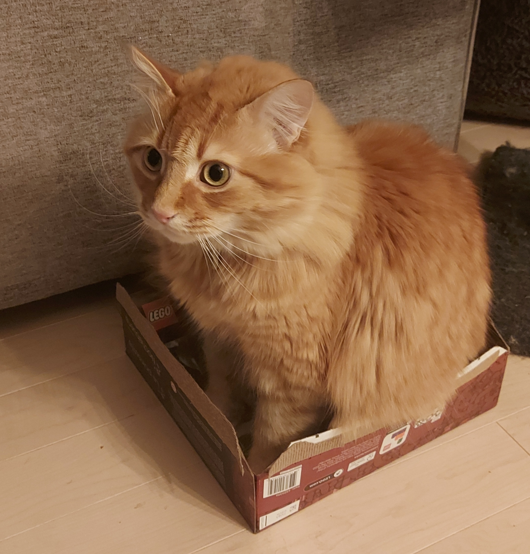 "Oh no Cat" Blank Meme Template