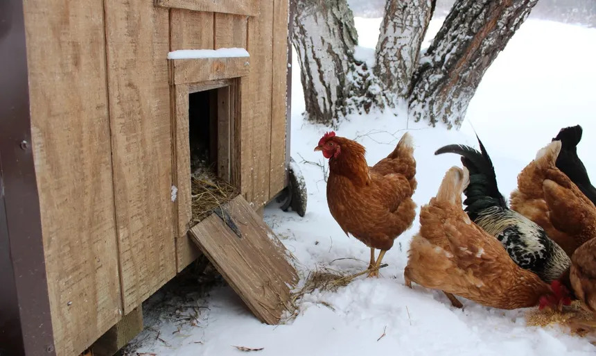 Winter is Hard. Try Chickens-Make it Harder! Blank Meme Template