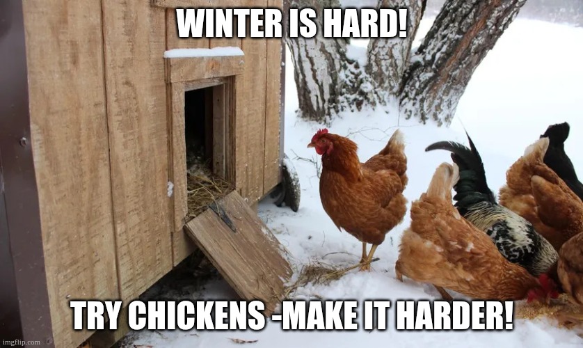 Winter is Hard. Try Chickens-Make it Harder! | WINTER IS HARD! TRY CHICKENS -MAKE IT HARDER! | image tagged in winter is hard try chickens-make it harder | made w/ Imgflip meme maker