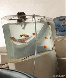 Fish - Imgflip