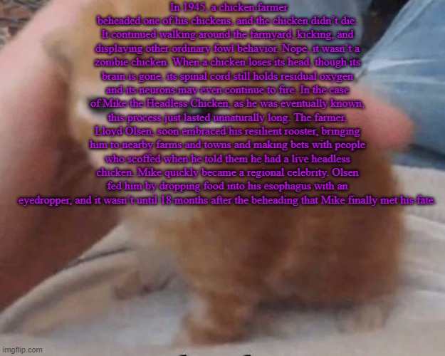 Herbert | In 1945, a chicken farmer beheaded one of his chickens, and the chicken didn’t die. It continued walking around the farmyard, kicking, and displaying other ordinary fowl behavior. Nope, it wasn’t a zombie chicken. When a chicken loses its head, though its brain is gone, its spinal cord still holds residual oxygen and its neurons may even continue to fire. In the case of Mike the Headless Chicken, as he was eventually known, this process just lasted unnaturally long. The farmer, Lloyd Olsen, soon embraced his resilient rooster, bringing him to nearby farms and towns and making bets with people who scoffed when he told them he had a live headless chicken. Mike quickly became a regional celebrity. Olsen fed him by dropping food into his esophagus with an eyedropper, and it wasn’t until 18 months after the beheading that Mike finally met his fate. | image tagged in herbert | made w/ Imgflip meme maker