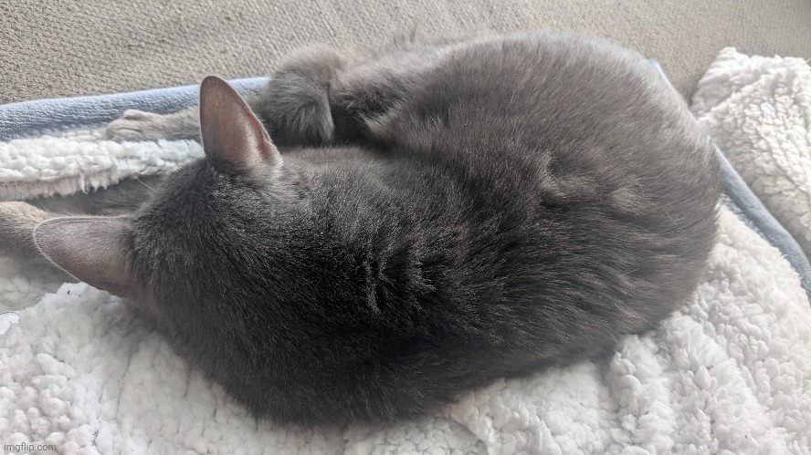 mi gato | made w/ Imgflip meme maker