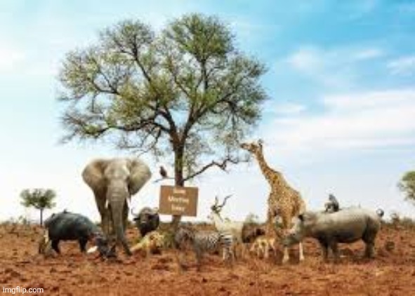 diverse group of animals | image tagged in diverse group of animals | made w/ Imgflip meme maker