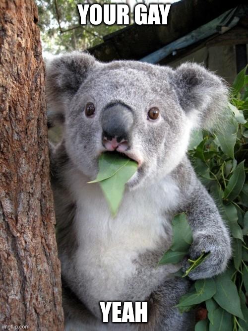 Surprised Koala Meme | YOUR GAY; YEAH | image tagged in memes,surprised koala | made w/ Imgflip meme maker