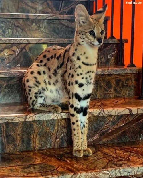 Why he so tall | made w/ Imgflip meme maker