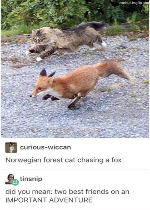 :3 | image tagged in fox,cat,adventure | made w/ Imgflip meme maker